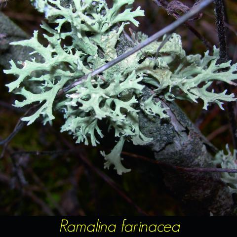Ramalina farinacea