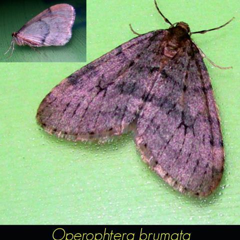 Operophtera brumata