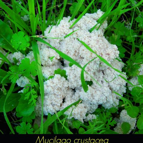 Mucilago crustacea