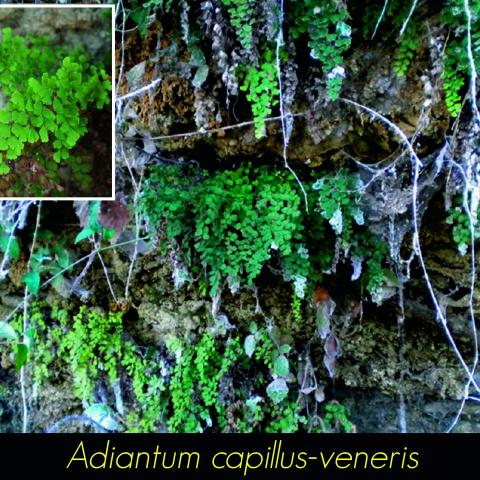 Adiantum capillus veneris