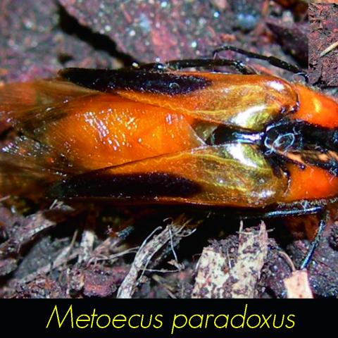 Metoecus paradoxus