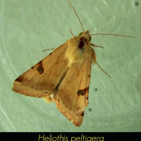 Heliothis peltigera