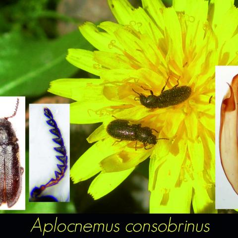Aplocnemus consobrinus