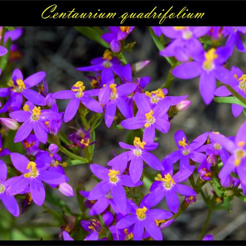 Centaurium quadrifolium