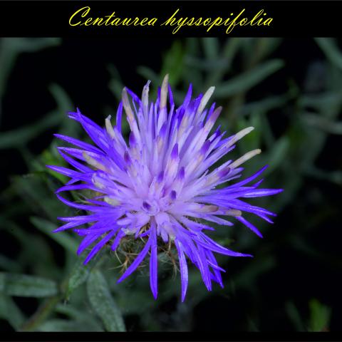 Centaurea hyssopifolia