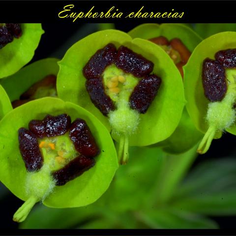 Euphorbia characias