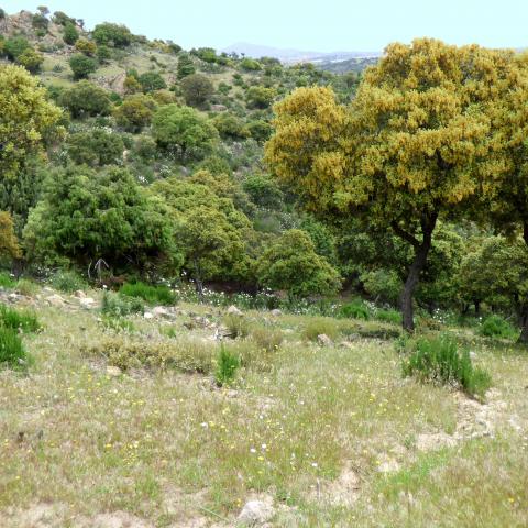 Parque Regional de la cuenca alta del Manzanares. Cañacerral