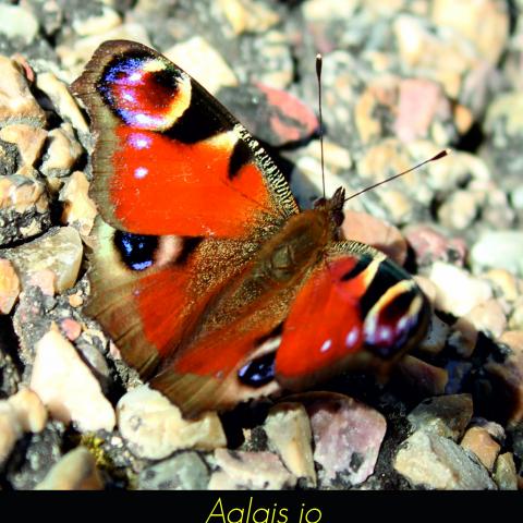 Aglais io