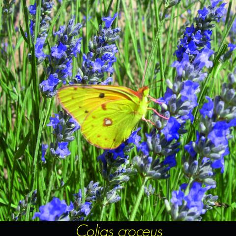 Colias croceus