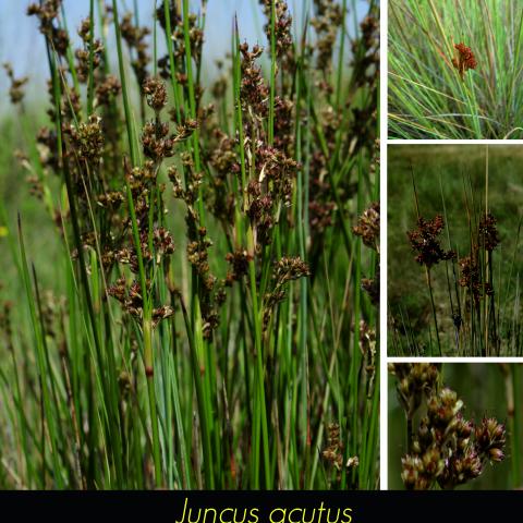 Juncus acutus