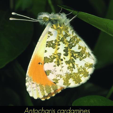 Antocharis cardamines