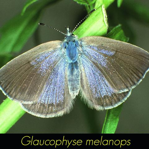 Glaucophyse melanops