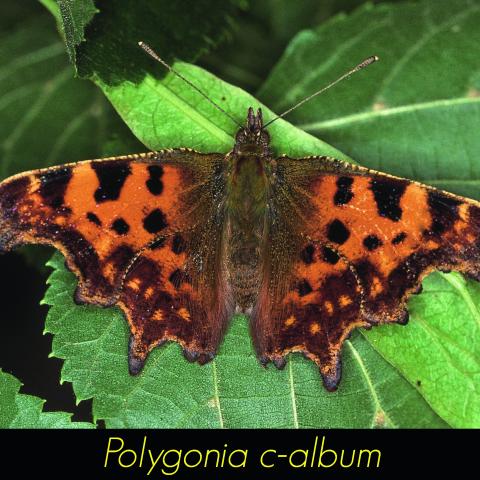 Polygonia c-album