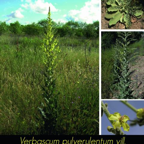 Verbascum pulverulentum