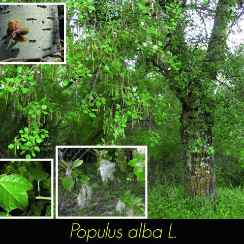 Populus alba