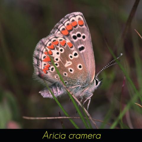 Aricia cramera