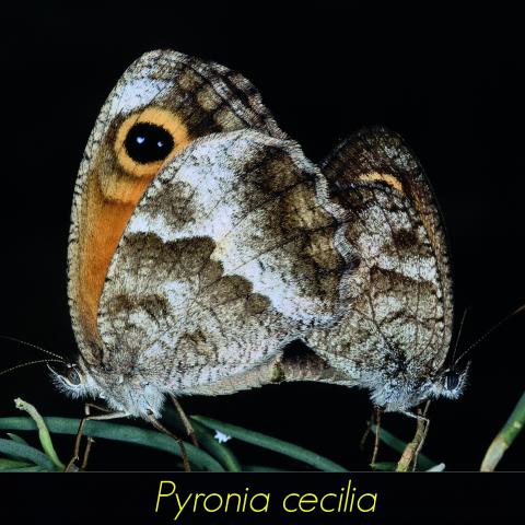 Pyronia cecilia
