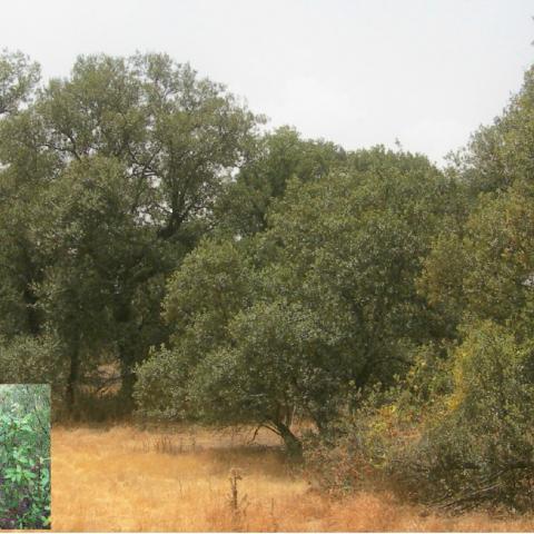 Dehesas perennifolias de Quercus spp.