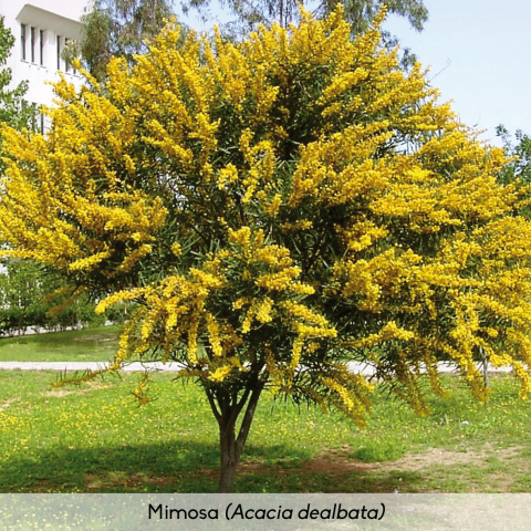 Flora_Mimosa