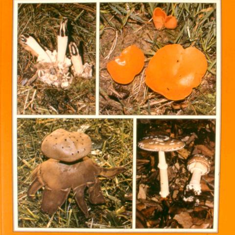 03119. Mushrooms from Madrid