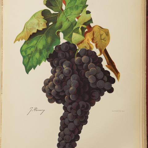 Uva Tempranillo, lámina de Ampelographie - BIblioteca Central del MInisterio de Agricultura, Pesca y Alimentación