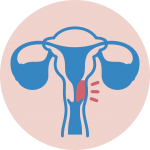 Icono del programa con diagrama de un utero