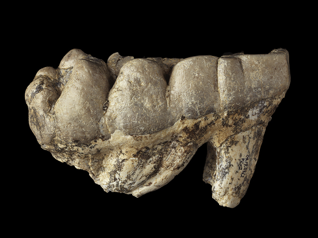 molar