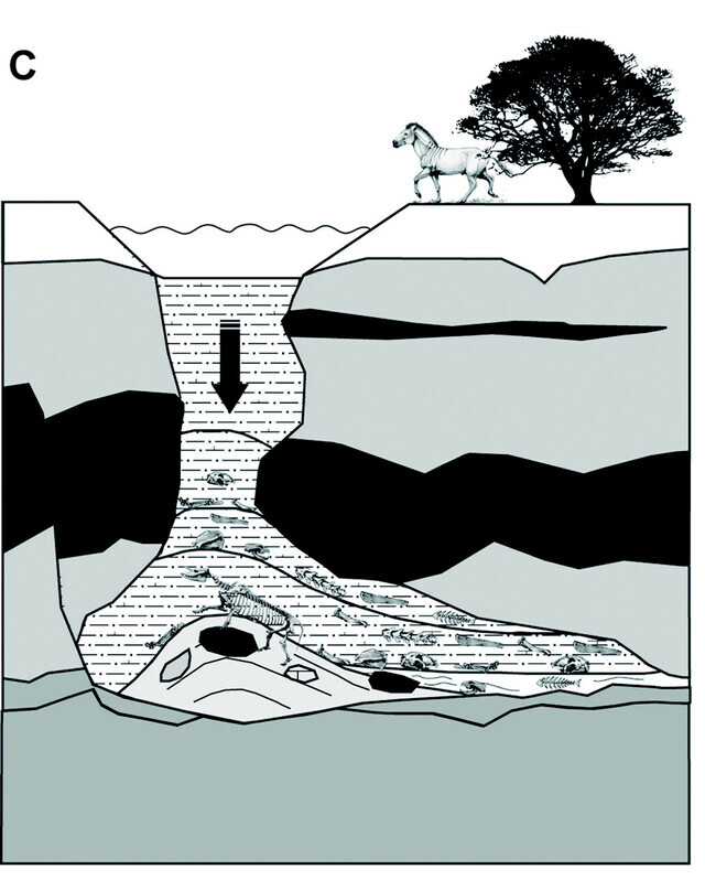 The pressure of the sediment caused fractures