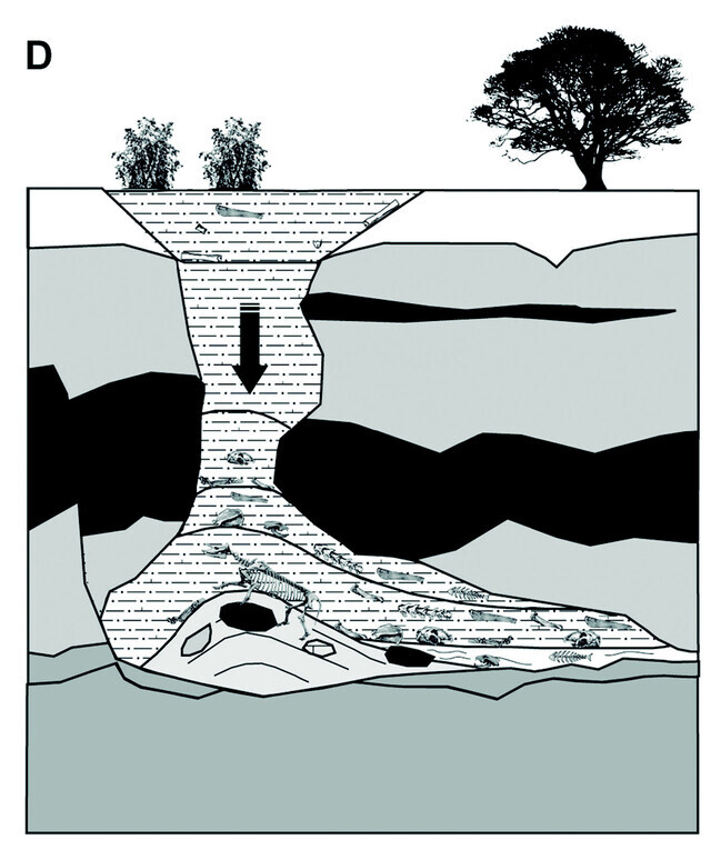 Accumulation of herbivore remains in the upper