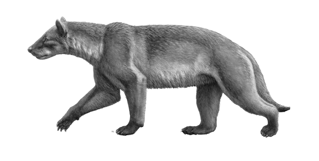 CARNIVORES: THE AMPHICYONIDS
