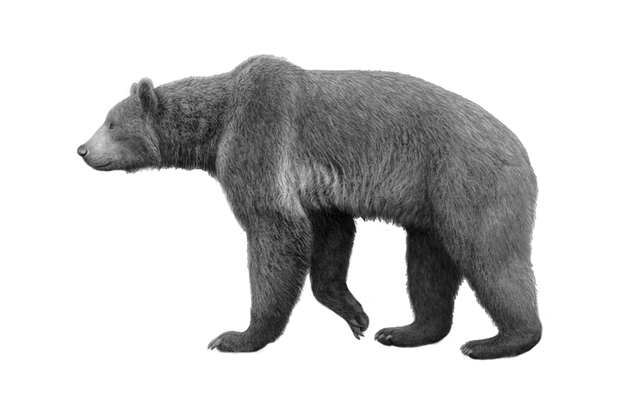 CARNIVORES: URSIDS