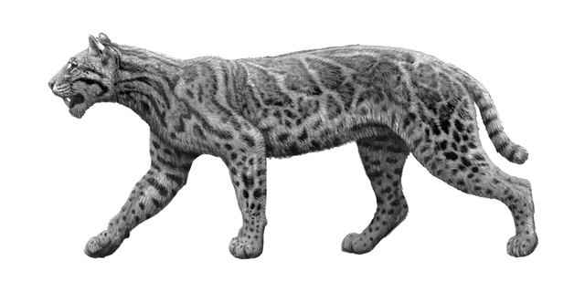 CARNIVORES: PROMEGANTEREON OGYGIA