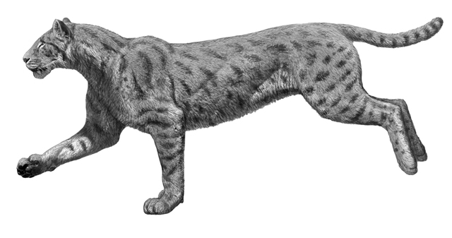 CARNIVORES: MACAIRODONTININE FELINES