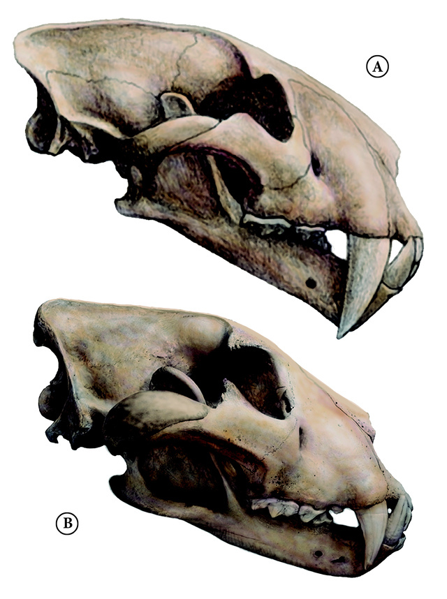 Comparison between the skull