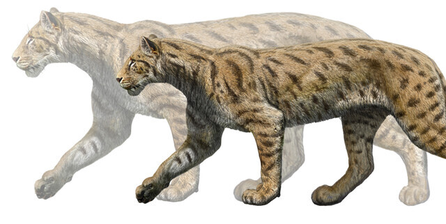 SEXUAL DIMORPHISM OF MACAIRODONTINEAN FELINES