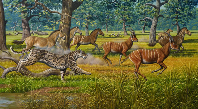 daptations for jumping and retractable claws