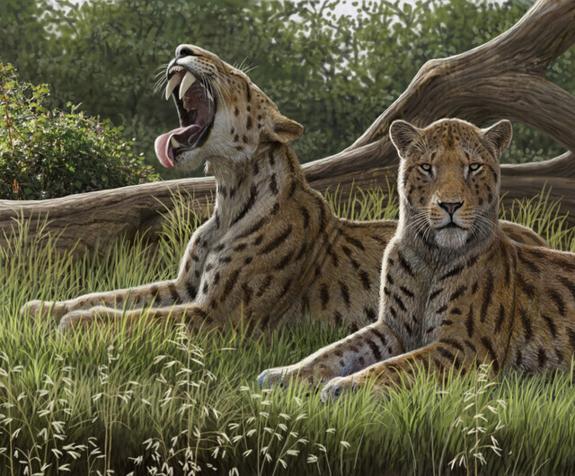 Machairodus