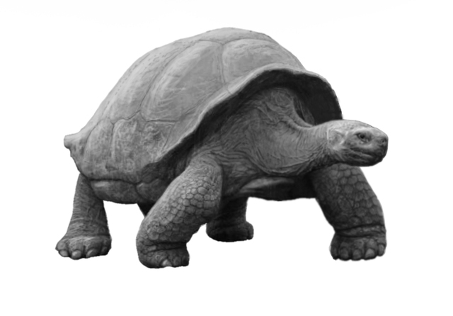 TURTLES
