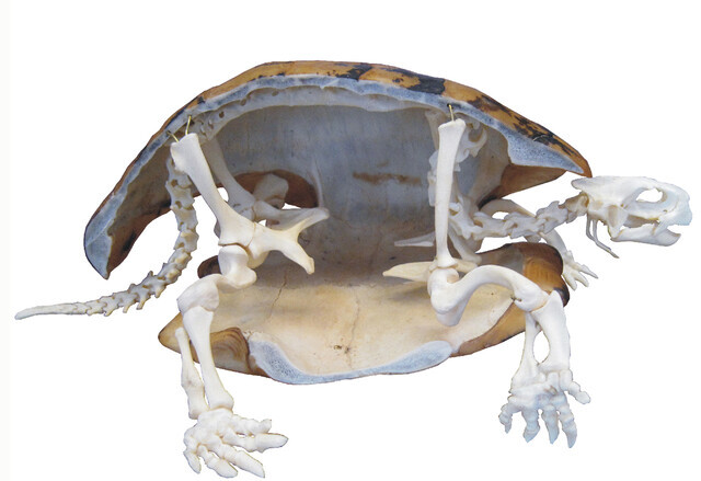 Chersine hermanni