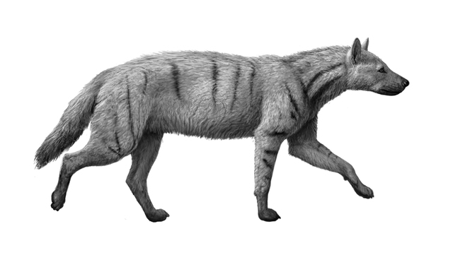 CARNIVORES: THE HYENIDS