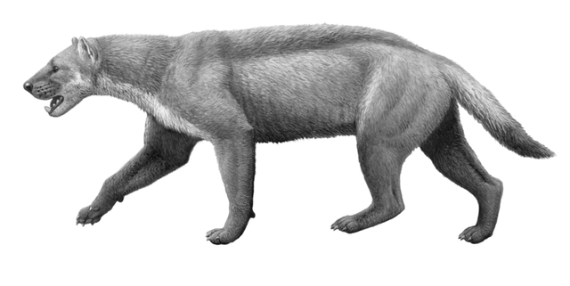 Eomellivora