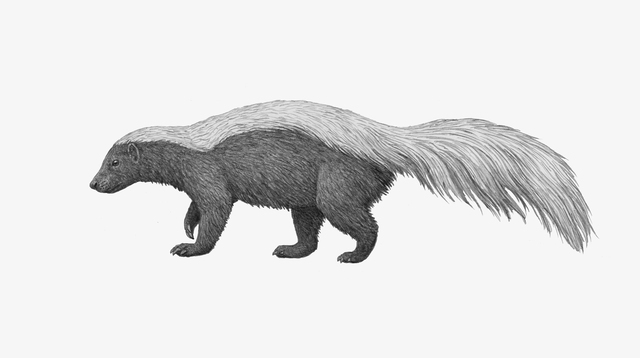 CARNIVORES: MUSTELIDS AND MEPHITIDS