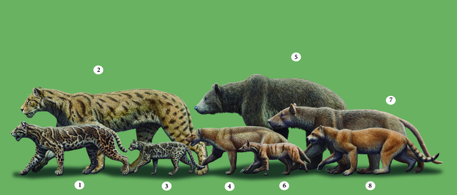 carnivores