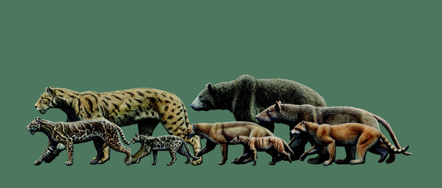 CARNIVORES FROM THE UPPER MIOCENE OF MADRID