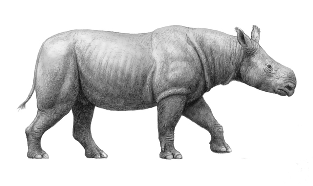 RHINOCEROSES: ACERATHERIUM
