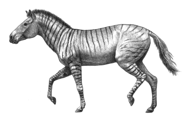 EQUIDAE: HIPPARION