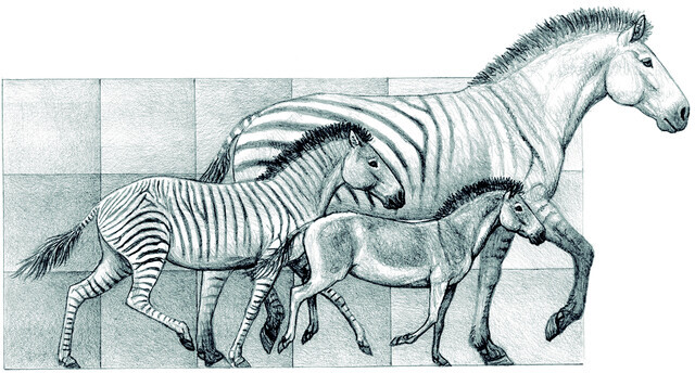 Reconstruction of the three species