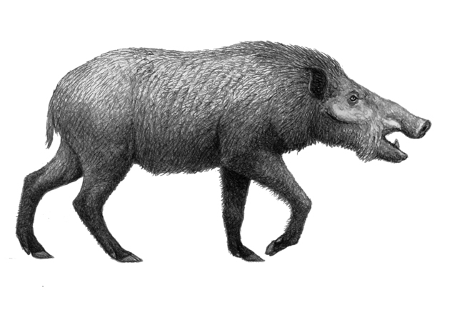 WILD BOARS: HIPPOPOTAMODON MAJOR