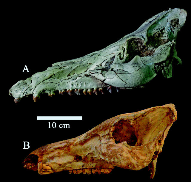 Hippopotamodon major