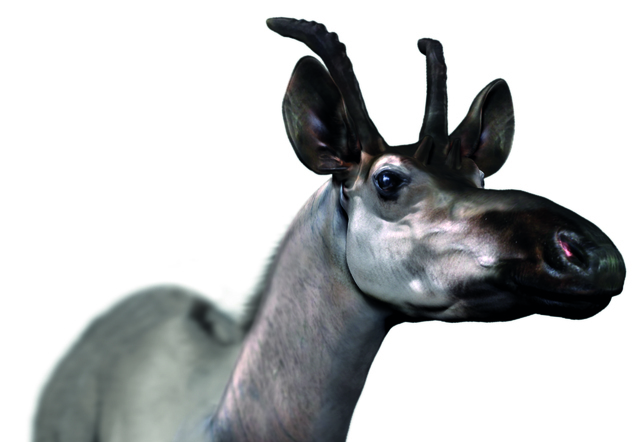 GIRAFFES: DECENNATHERIUM REX